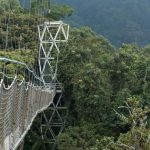Nyungwe forest canopy walk