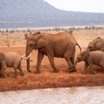 Tsavo elephants