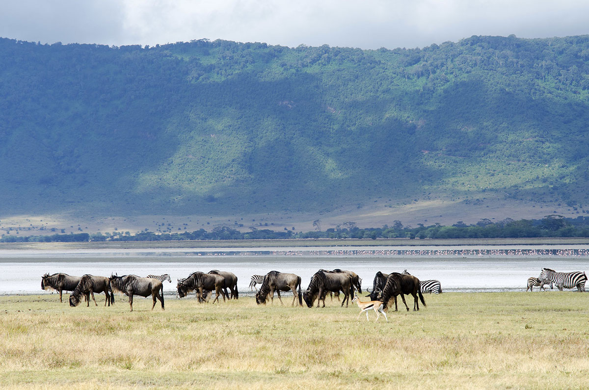 4 Days Tanzania Northern Circuit Safari | Serengeti, Ngorongoro & Tarangire