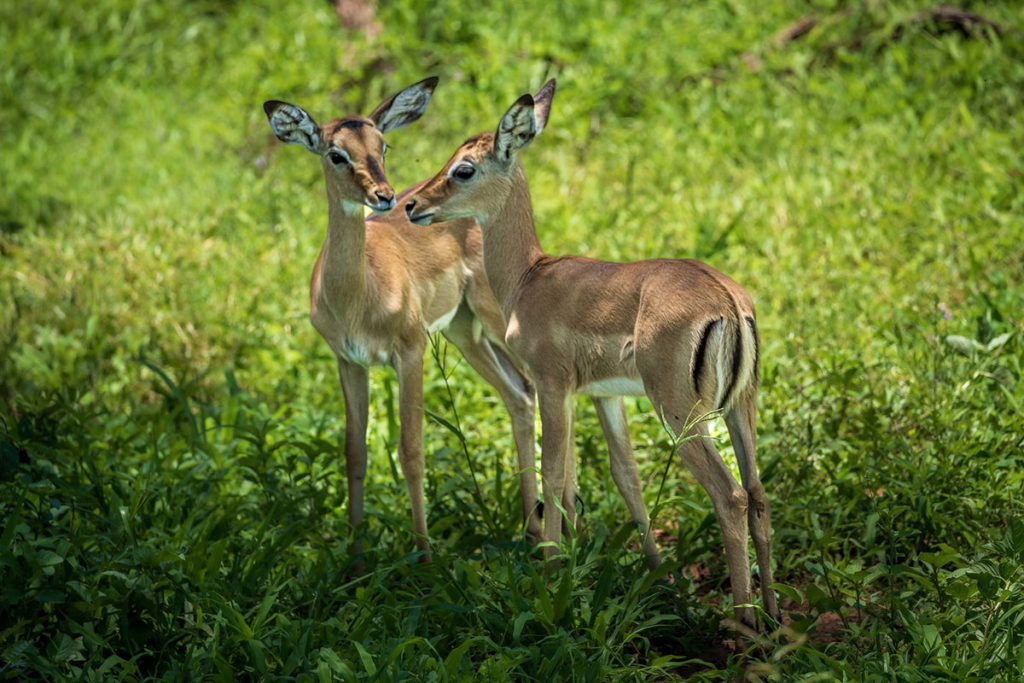 Tarangire Impala