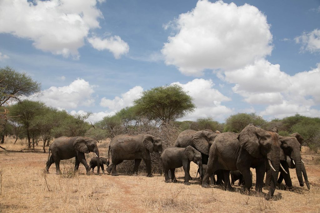 Tarangire elephants