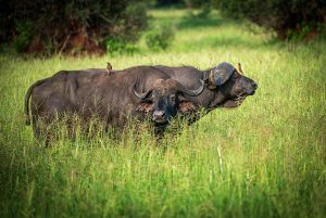 Tarangire Rhino