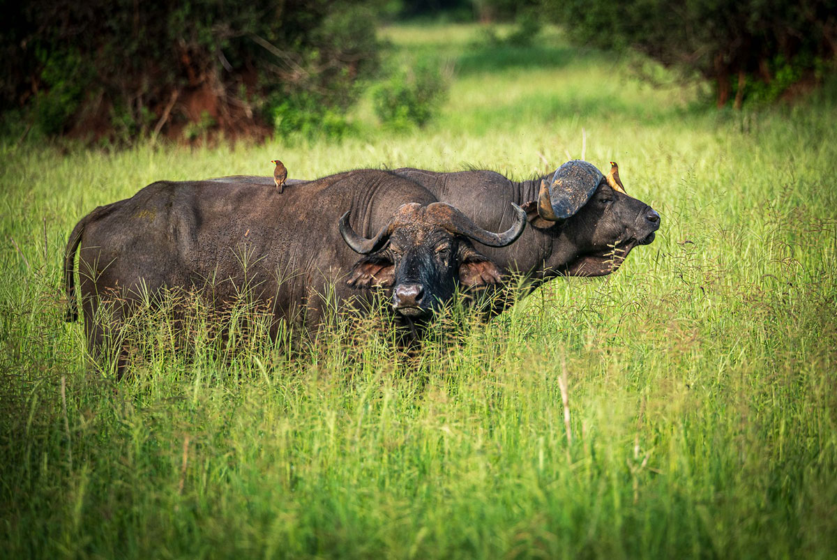 Tarangire Rhino