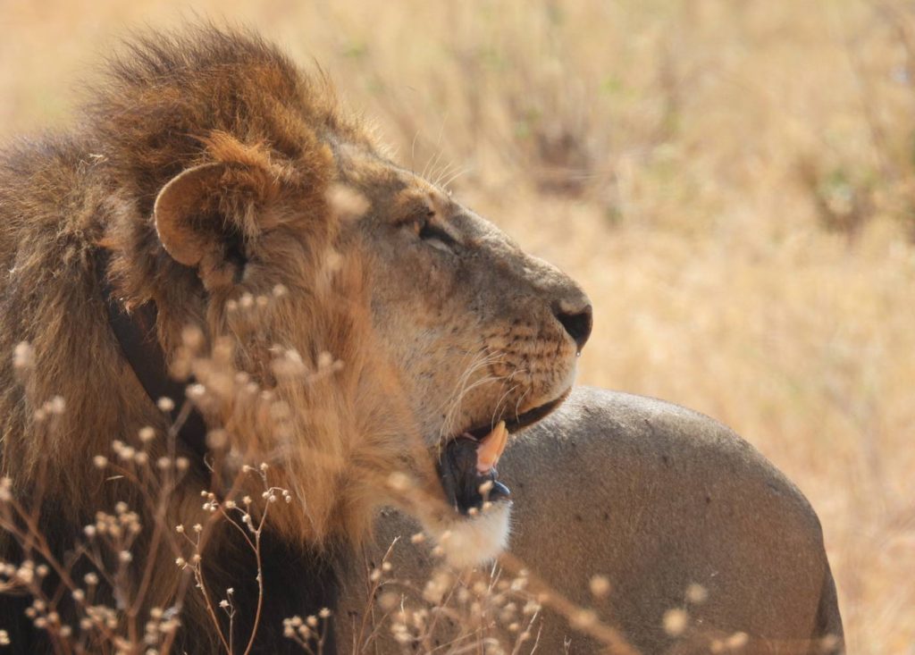 ngorongoro lion wildlife tour