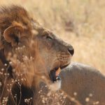 ngorongoro lion wildlife tour | Kori Safaris ngorongoro lion wildlife tour