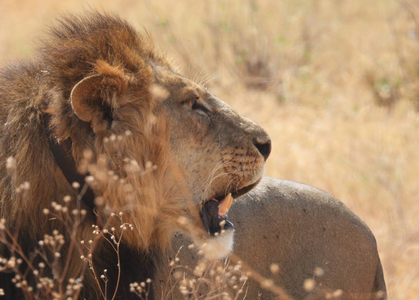 ngorongoro lion wildlife tour