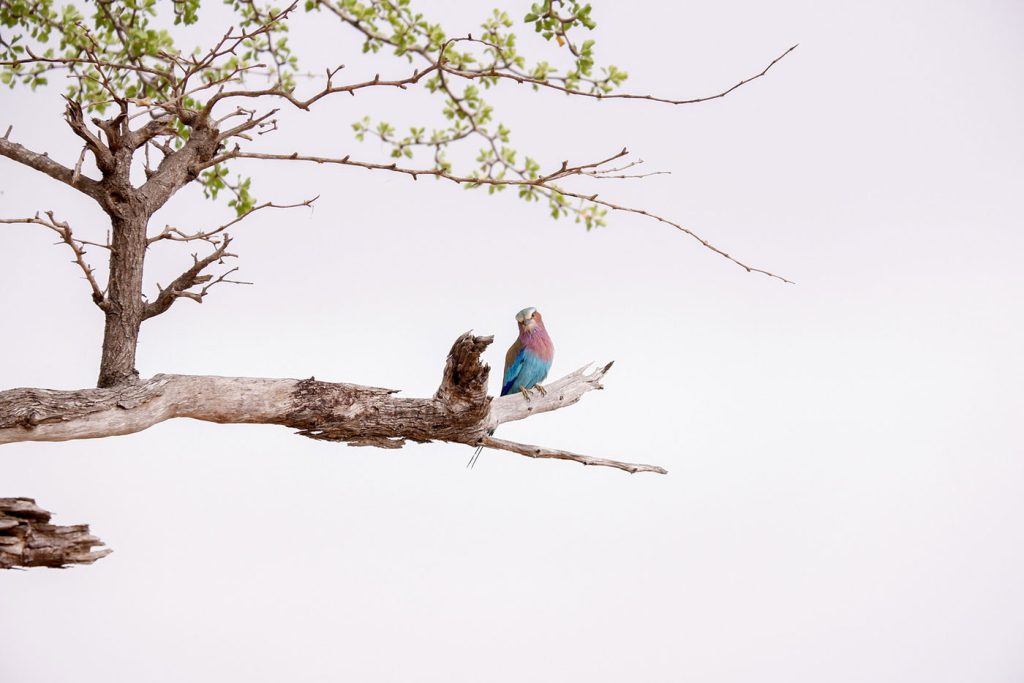 selous-game-reserve-bird-kr | Kori Safaris