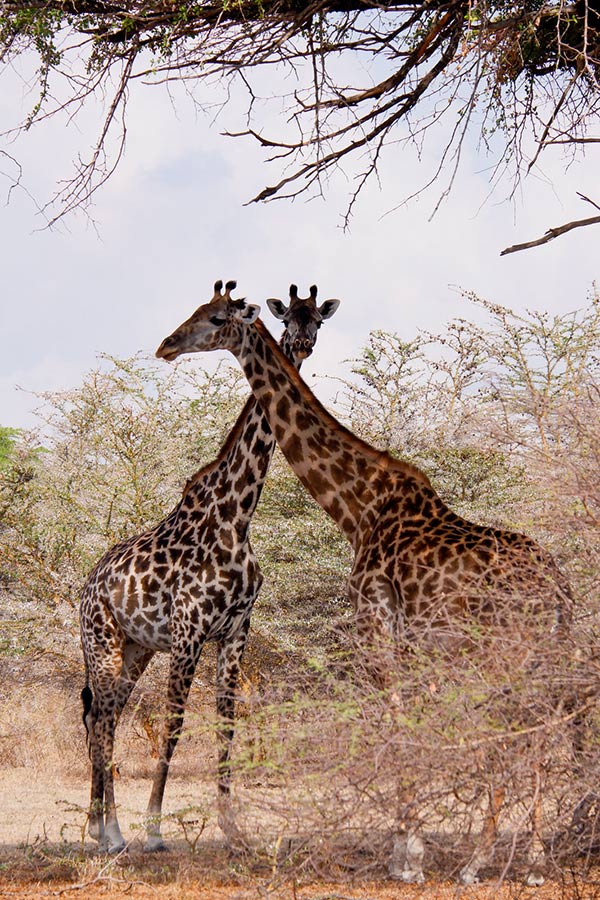 selous-game-reserve-giraffee | Kori Safaris
