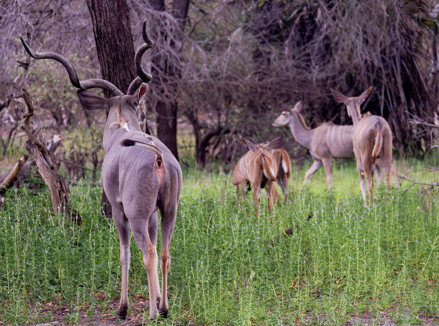 selous game reserve kobs