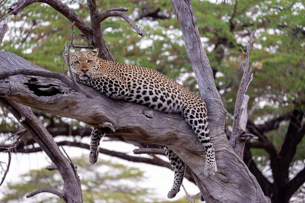 selous game reserve leopard | Kori Safaris selous game reserve leopard