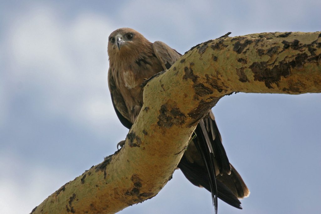 Serenget bird tour | Kori Safaris Serenget bird tour
