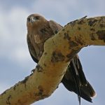 Serenget bird tour