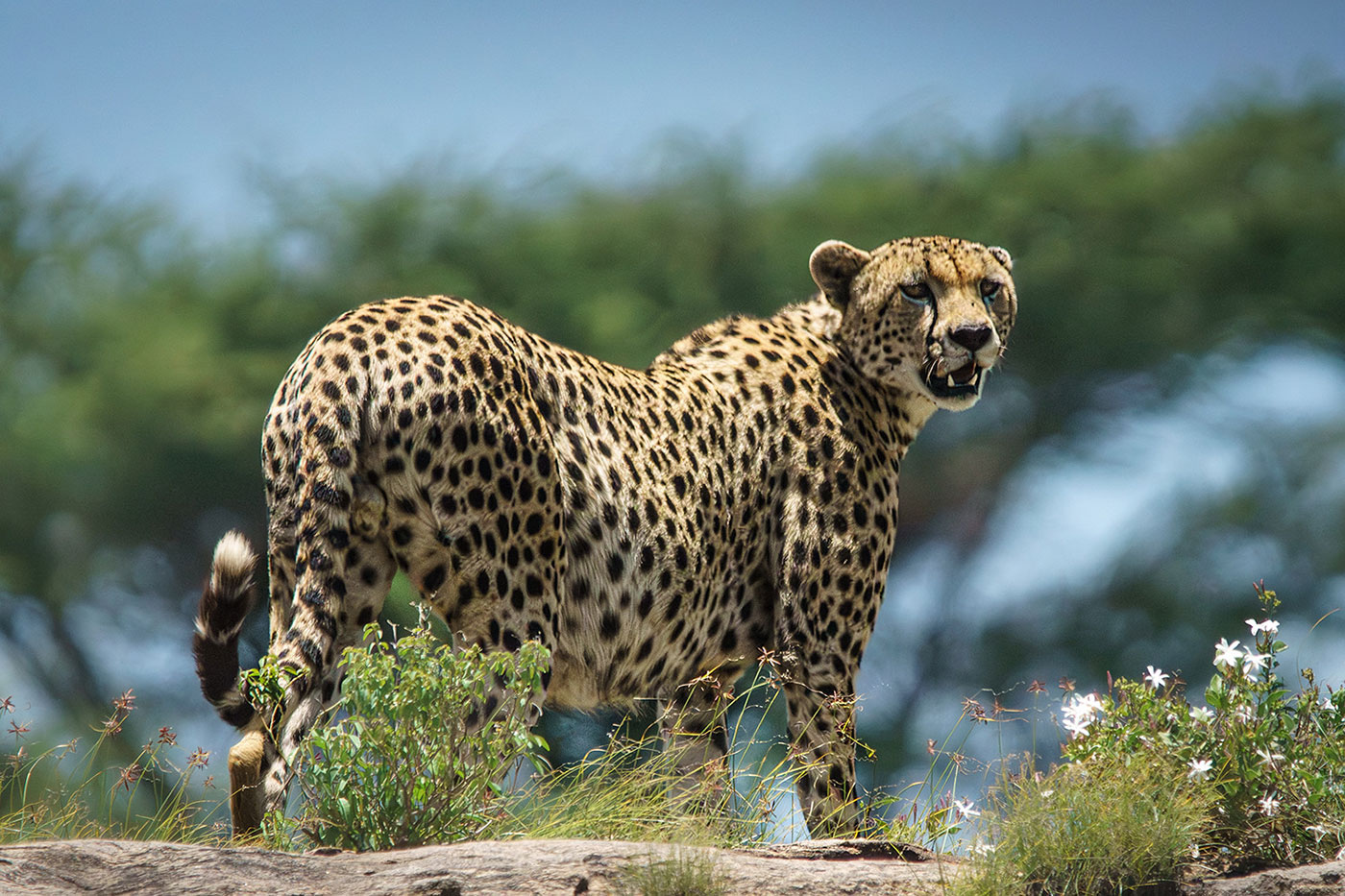 3 Days Serengeti and Ngorongoro Safari | Tanzania Wildlife Tour