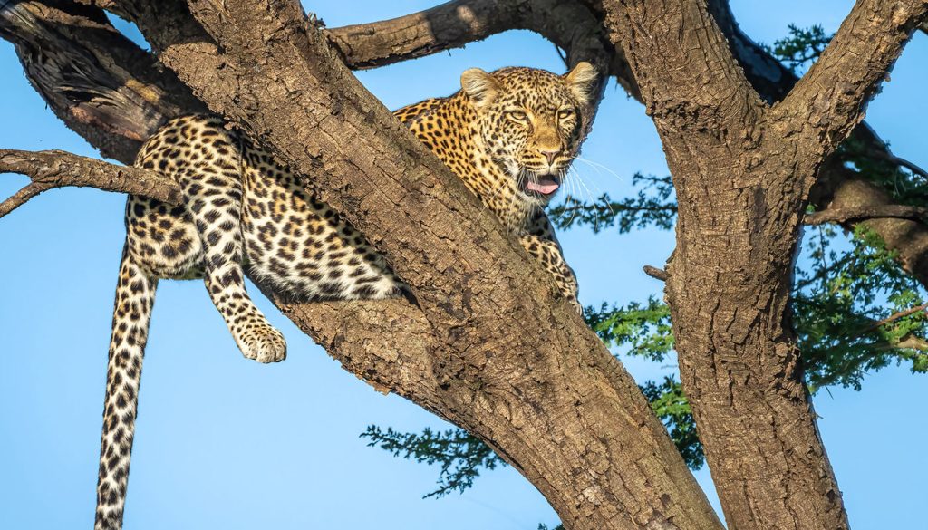 serengeti leopard safari