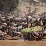 Serengeti migration tour