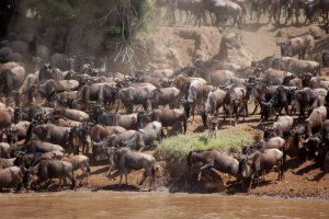 Serengeti migration tour