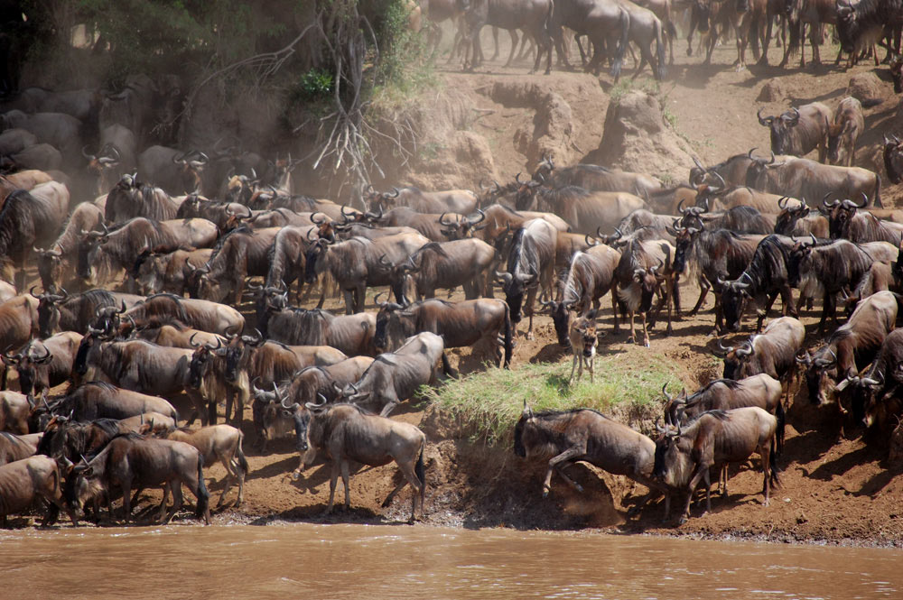 7 Days Great Migration Safari Tanzania | Mara River Crossing Tour