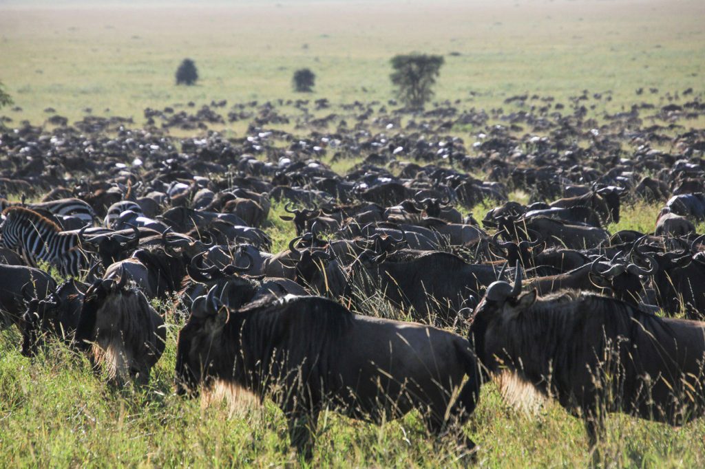 Serengeti wildlife migration