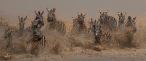 Serengeti zebra migration