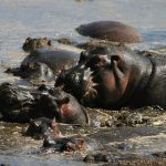 Serengeti Hippopotamus
