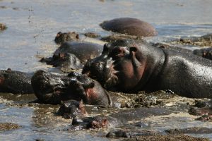 Serengeti Hippopotamus