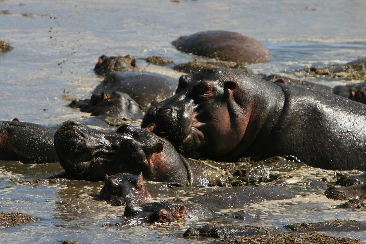 4 Days Serengeti Migration Safari | Tanzania Great Migration Tour