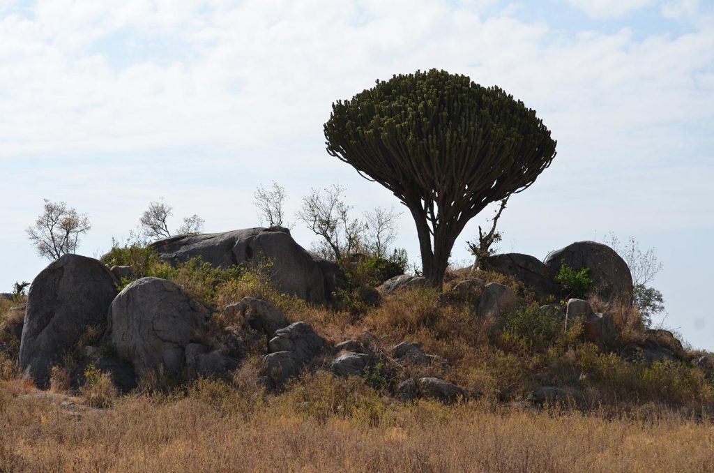 Serengeti Rocks | Kori Safaris Serengeti Rocks