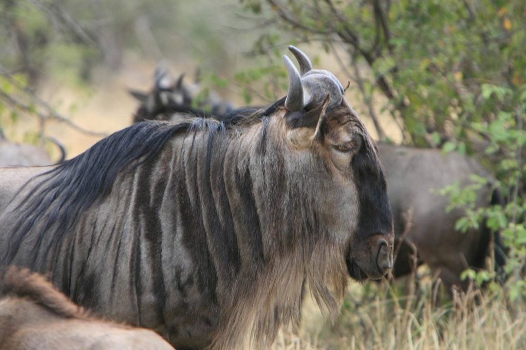 tanzania-wildlife-kr | Kori Safaris