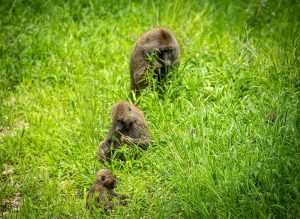tarangire tour baboon