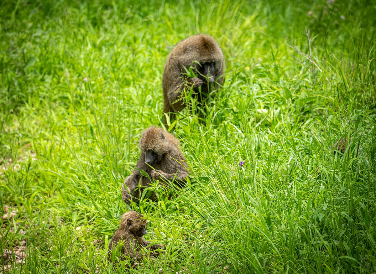 7 Days Tanzania Safari Package | Best Northern Circuit Wildlife Tour