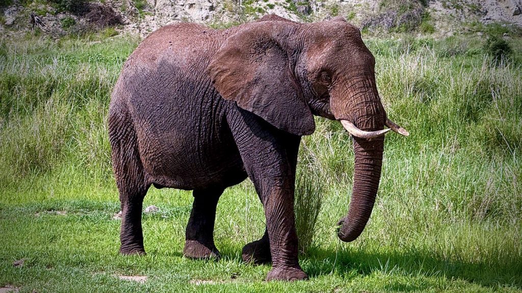 Tarangire wildlife elephant | Kori Safaris Tarangire wildlife elephant