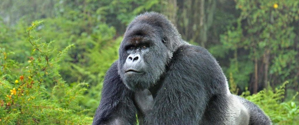 Rwanda Silver back mountain gorilla