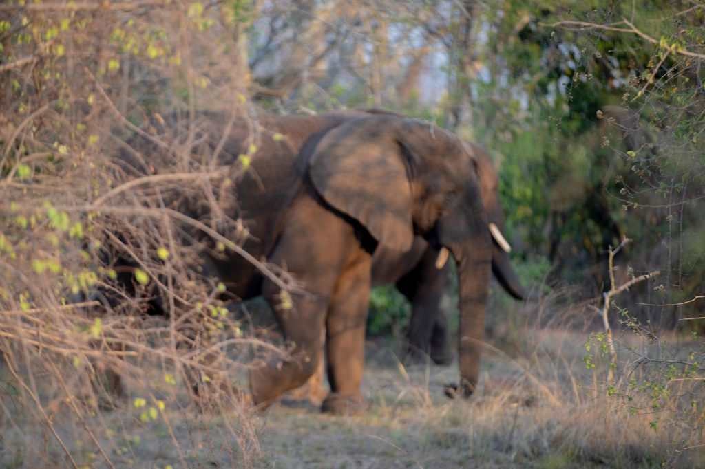 Elephant in Akagera National Park