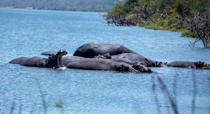 akagera-hippo-lake | Kori Safaris