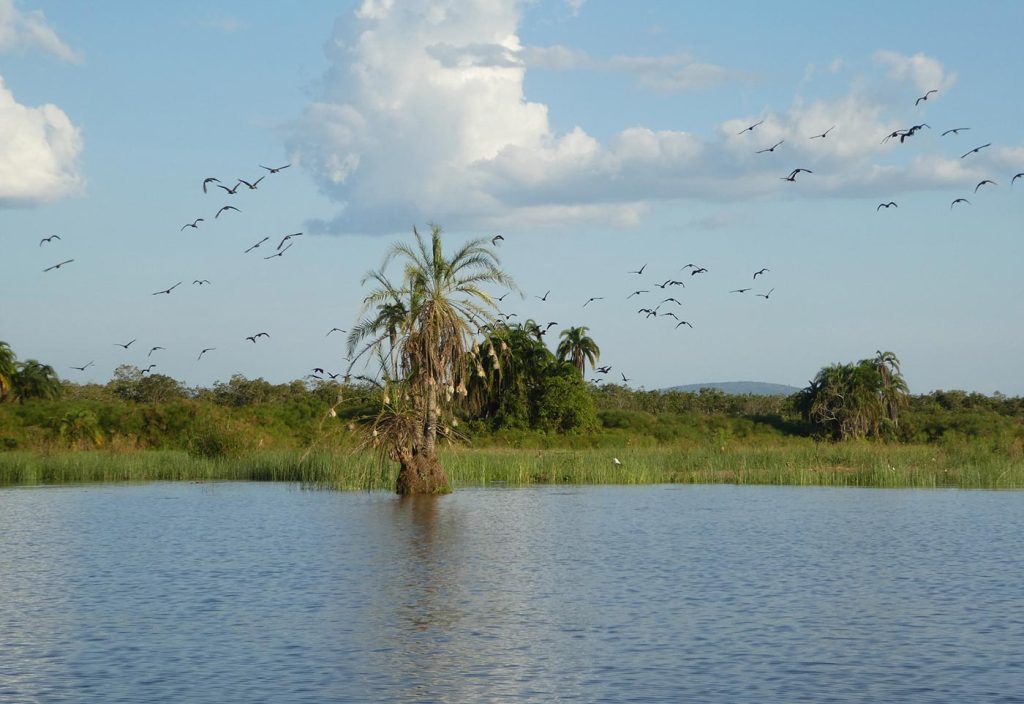 Lake Ihema birds