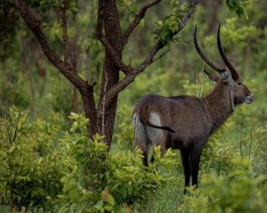 akagera-wildlife-kob | Kori Safaris