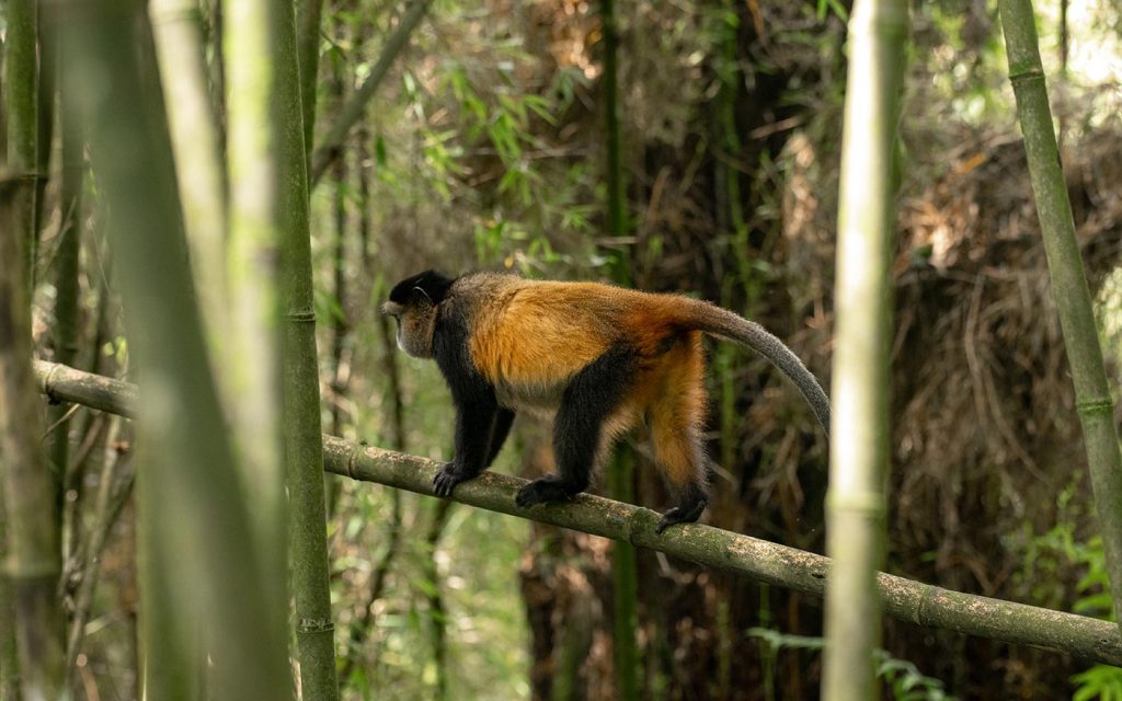Golden Monkeys