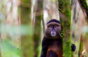 golden-monkey-volcanoes-rw | Kori Safaris