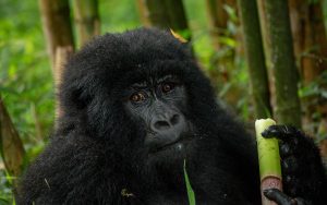 gorilla-trek-volcanoes-park | Kori Safaris