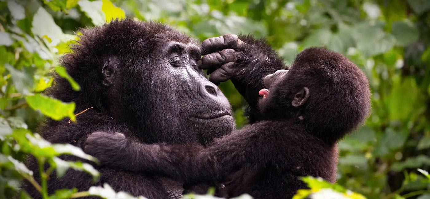 1-Day Rwanda Gorilla Trekking Safari from Kigali | Volcanoes National Park