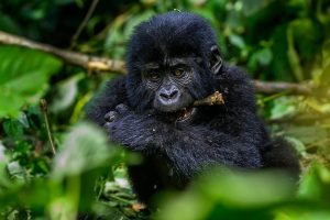 gorilla-volcanoes-trekking | Kori Safaris
