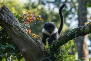 nyungwe-black-and-white-monkey-kr | Kori Safaris