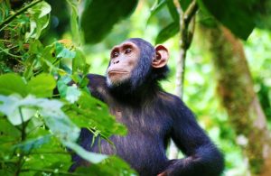 nyungwe-chimp-trekking-rwanda | Kori Safaris