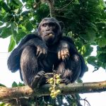 Rwanda luxury camp safari