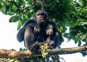 nyungwe-chimpanzee-experience | Kori Safaris Rwanda luxury camp safari
