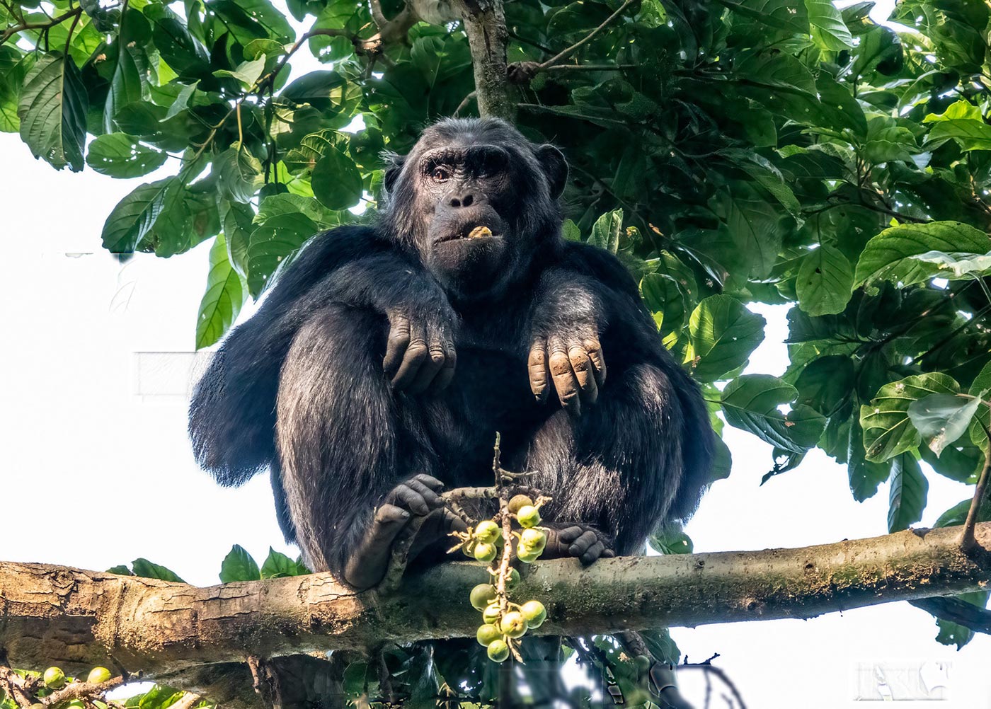 Rwanda luxury camp safari