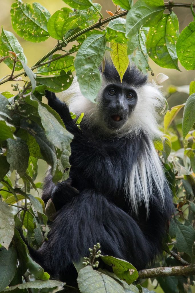 Nyungwe Black and White Colobus monkey