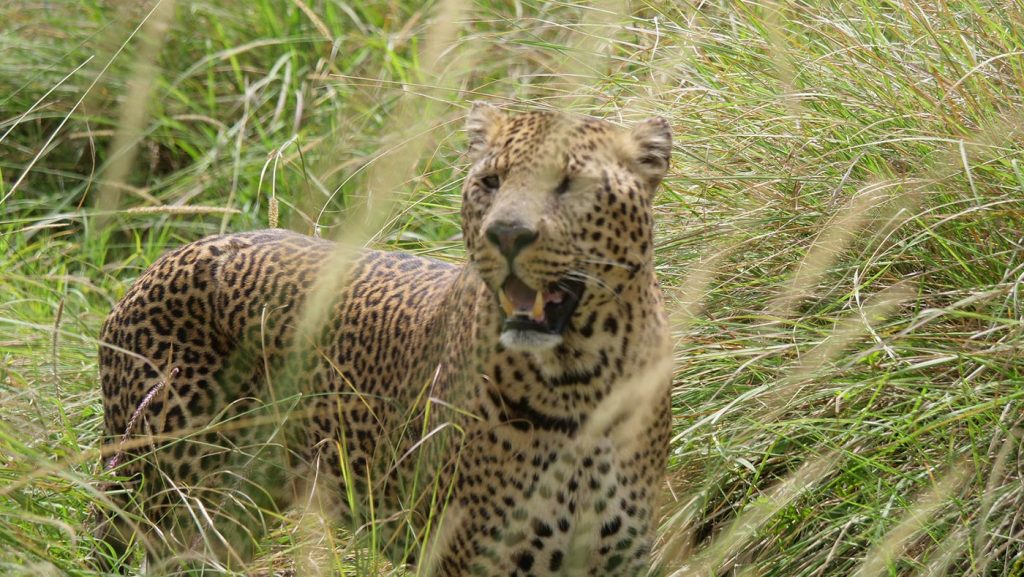 Rwanda wildlife leopard