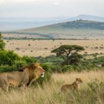 Kenya safari and wildlife | Kori Safaris Kenya safari and wildlife