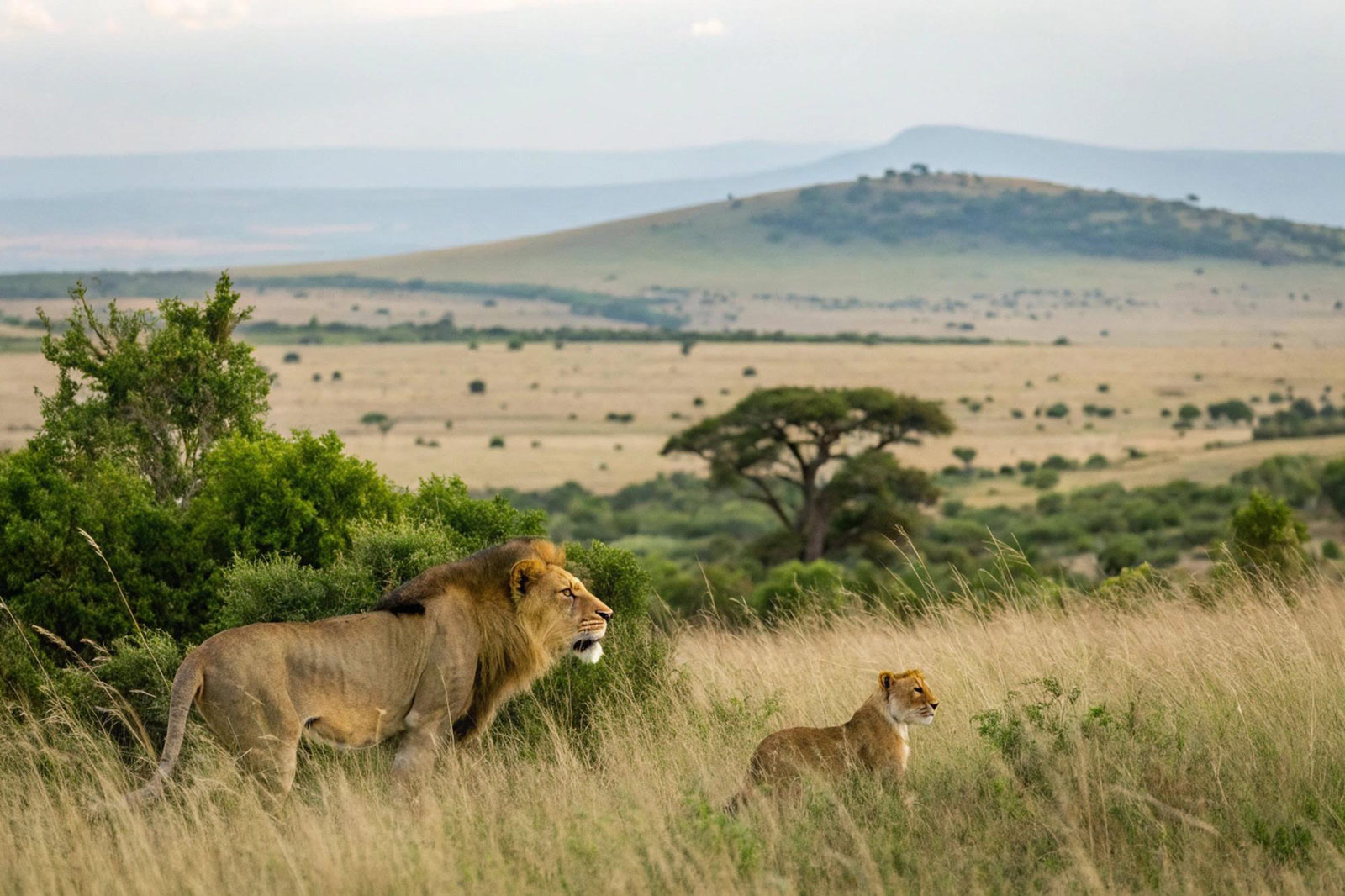 Kenya safari and wildlife | Kori Safaris Kenya safari and wildlife